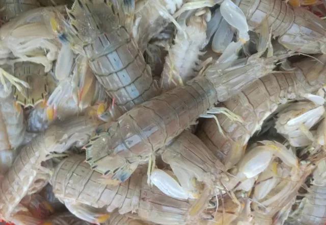 烟台人吃海鲜最好的时节到了！个个肥美，鲜，价低！