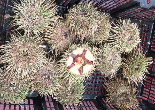 烟台人吃海鲜最好的时节到了！个个肥美，鲜，价低！