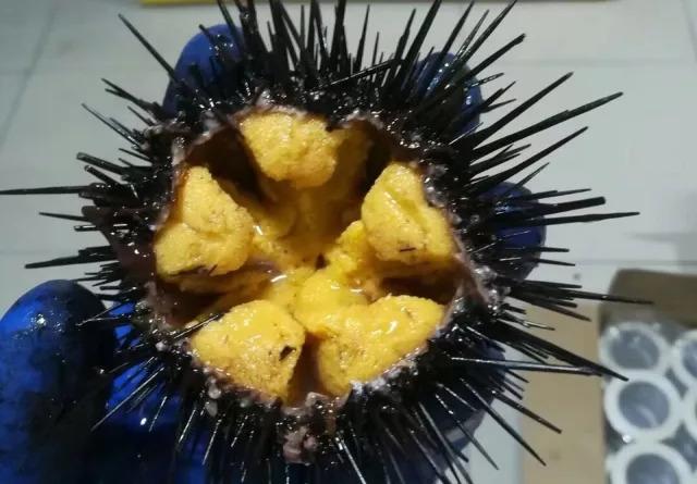 烟台人吃海鲜最好的时节到了！个个肥美，鲜，价低！