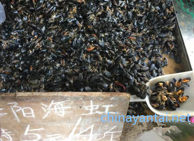 烟台人吃海鲜最好的时节到了！个个肥美，鲜，价低！