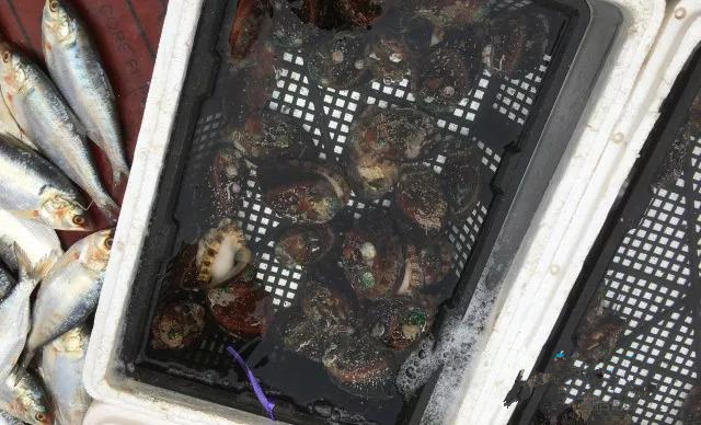 烟台人吃海鲜最好的时节到了！个个肥美，鲜，价低！