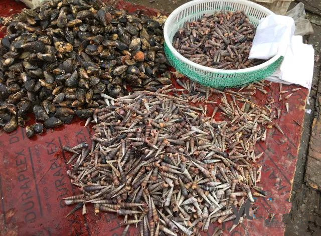 烟台人吃海鲜最好的时节到了！个个肥美，鲜，价低！